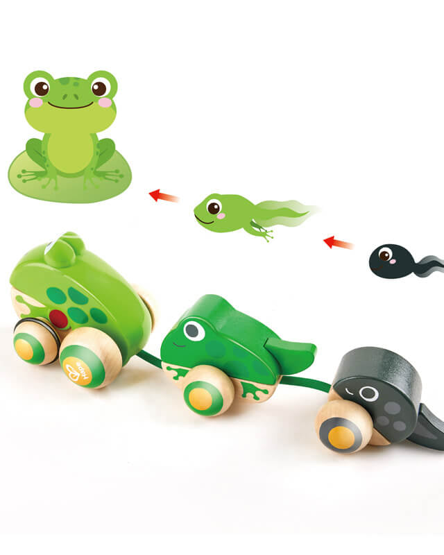Famille de grenouilles à promener - Jouets à tirer / pousser - Boutique LeoLudo - Hape