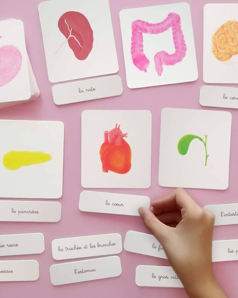 Mon coffret Montessori du corps humain - Jeux éducatifs - Boutique LeoLudo - Nathan
