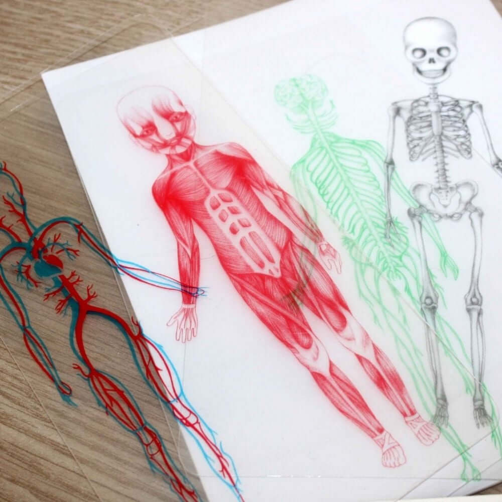 Mon coffret Montessori du corps humain - Jeux éducatifs - Boutique LeoLudo - Nathan