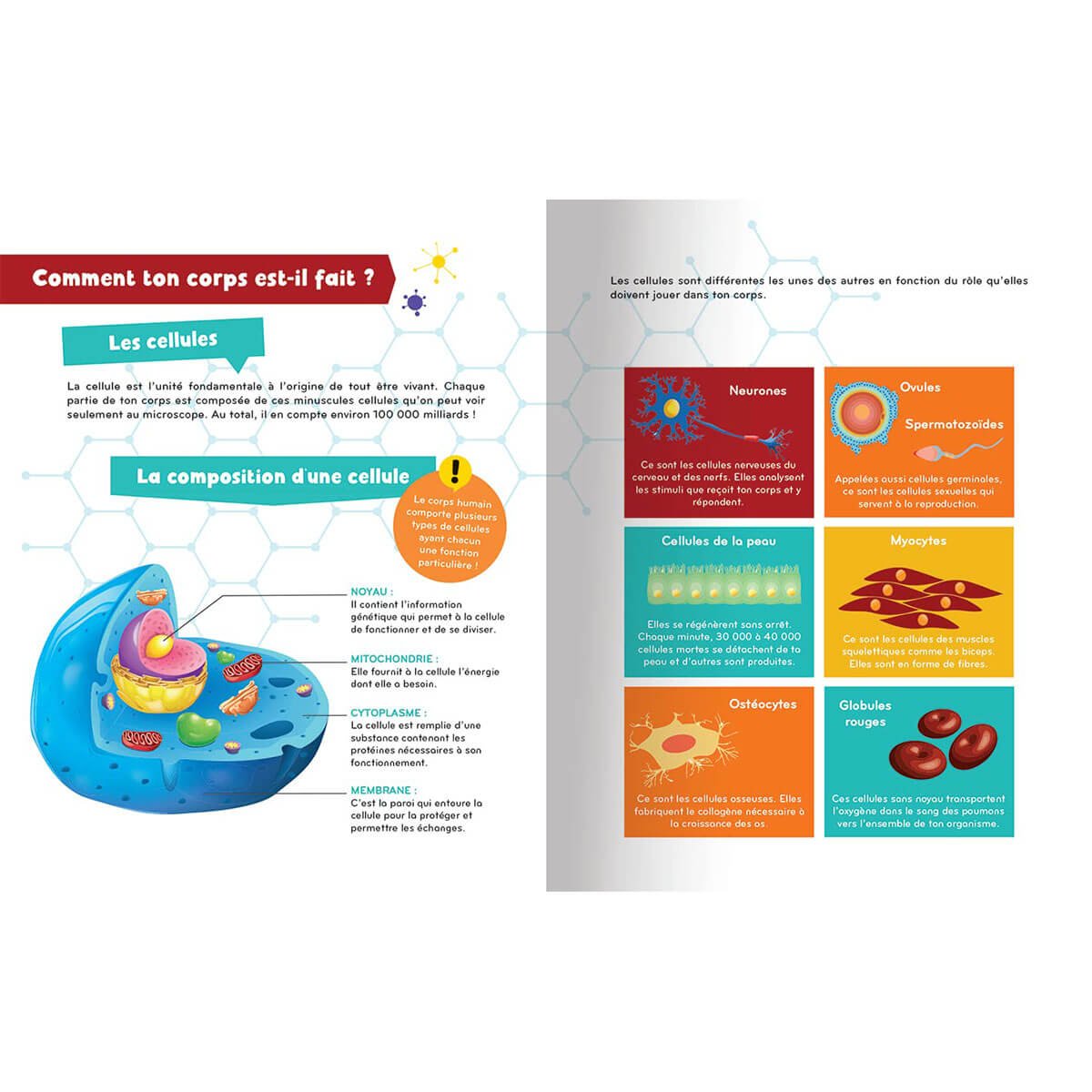 À la découverte du corps humain - Livres - Boutique LeoLudo - Petits Génies