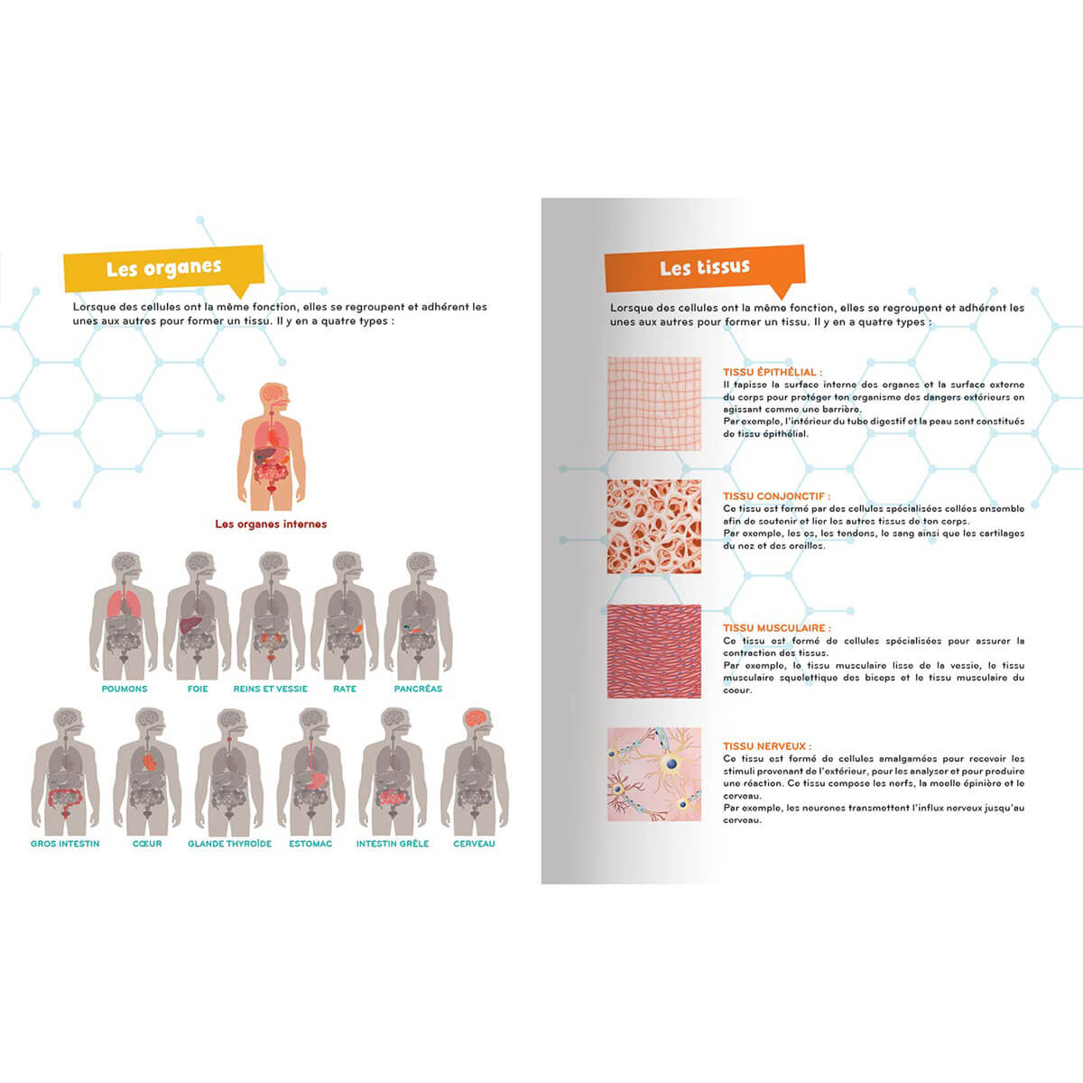 À la découverte du corps humain - Livres - Boutique LeoLudo - Petits Génies