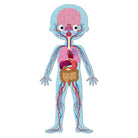 Casse-tête éducatif géant - Le corps humain-Janod-Boutique LeoLudo