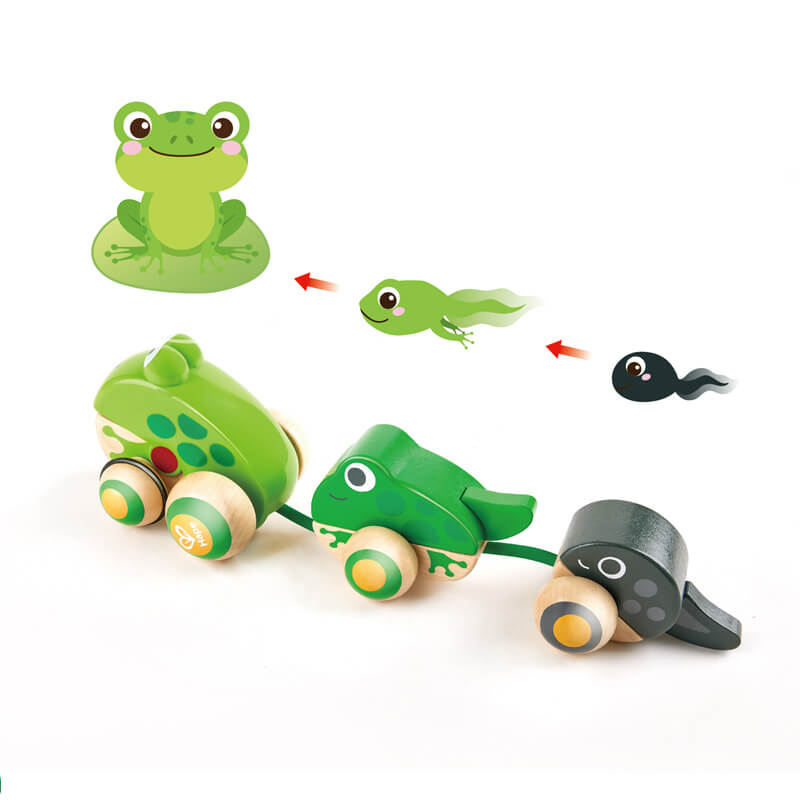 Famille de grenouilles à promener - Jouets à tirer / pousser - Boutique LeoLudo - Hape