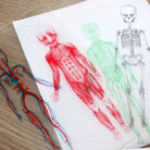 Mon coffret Montessori du corps humain - Jeux éducatifs - Boutique LeoLudo - Nathan