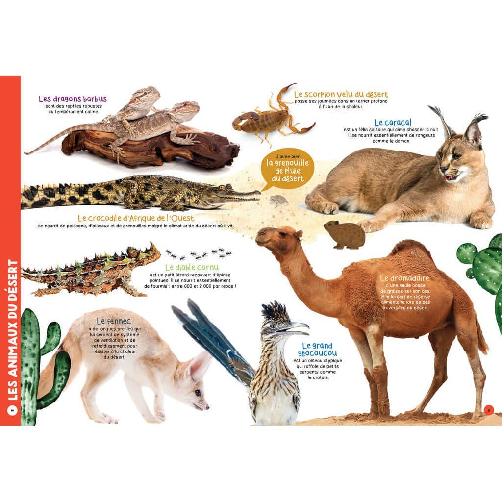 Mon livre géant des animaux - Livres - Boutique LeoLudo - Petits Génies