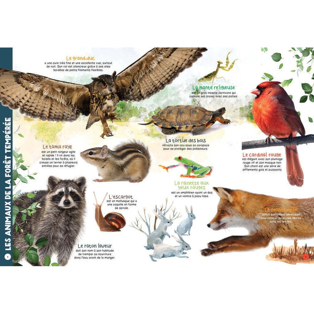 Mon livre géant des animaux - Livres - Boutique LeoLudo - Petits Génies