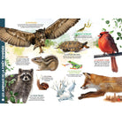 Mon livre géant des animaux - Livres - Boutique LeoLudo - Petits Génies